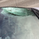 Illustration for article titled A Bird Flew Into This Woman's Windshield and Almost Murdered Her